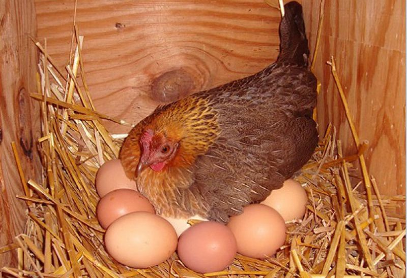 gà đẻ trứng đều