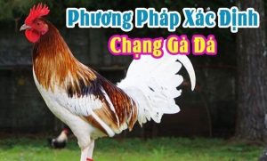 chạng gà