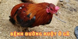 Bệnh đường ruột ở gà