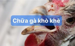 gà bị khò khè