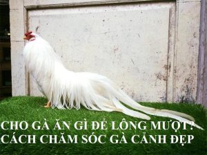 chăm sóc đuôi gà