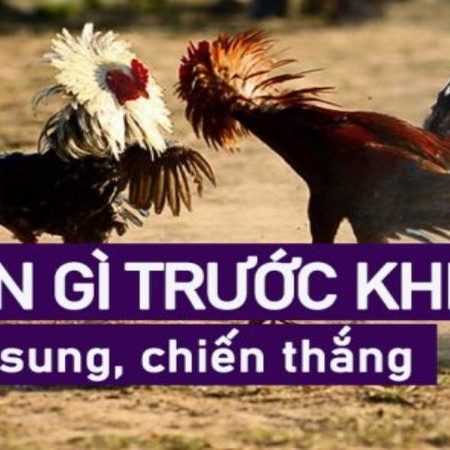 Cho gà ăn gì trước khi đá để gà sung khỏe