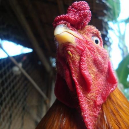 Sưng hầu gà là gì? – cách trị bệnh sưng hầu gà hiệu quả nhất