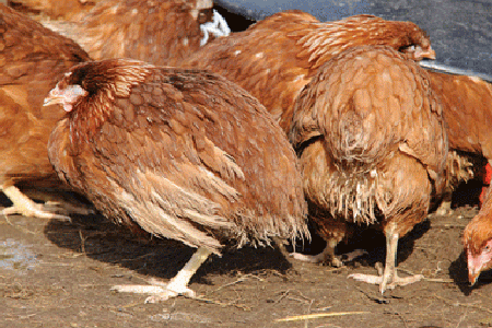 Bệnh cầu trùng ở gà – cách trị bệnh này hiệu quả nhất