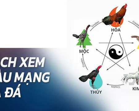 Hôm nay màu mạng gà đá gì may mắn nhất? Khám phá ngày tài lộc của chiến kê