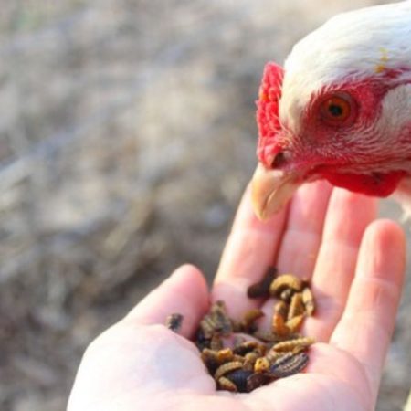 Cách vô mồi cho gà chọi bao sung, bao khỏe