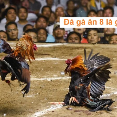 Đá gà ăn 8 là gì? Hướng dẫn chơi đá gà ăn 8 dễ ăn nhất