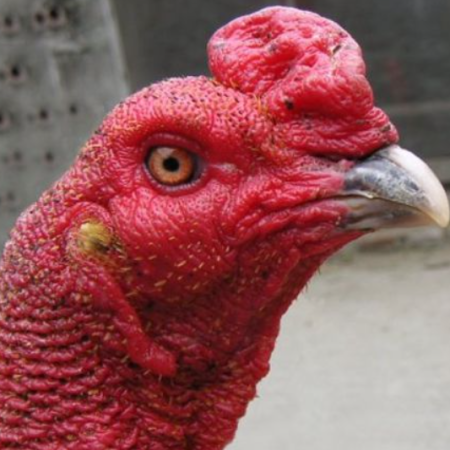 Gà bị thối tai là gì – cách chữa gà bị thối tại tại nhà