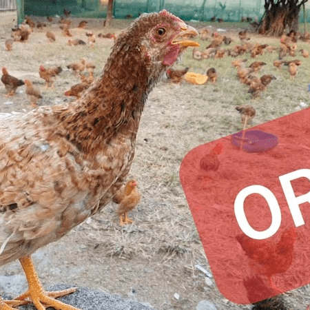 Bệnh ORT ở gà là gì? Phương pháp điều trị hiệu quả nhất