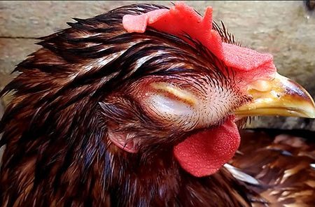 Bệnh viêm thanh quản ở gà tại Daga388