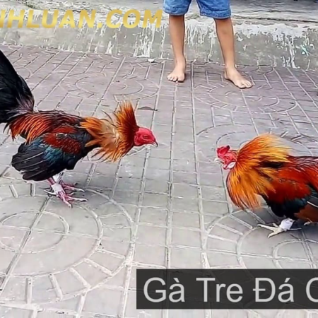 Cách chọn gà tre đá cựa tốt – Kinh nghiệm của các sư kê