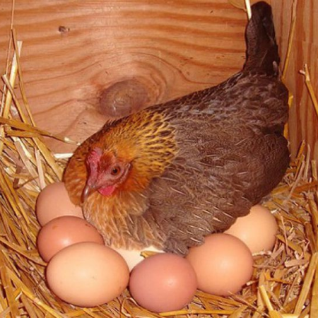 Top lý do gà đẻ trứng mềm mà bạn cần biết tại Daga388