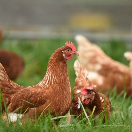 Một số lý do gà mái không đẻ trứng tại Daga388