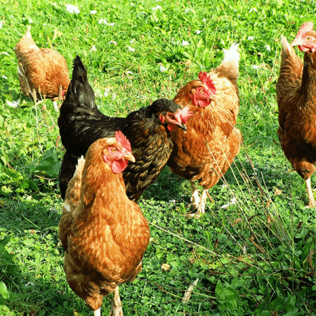 Top 5 loại thuốc tẩy giun cho gà hiệu quả tại Daga388