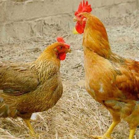 Tìm hiểu bệnh viêm ruột hoại tử ở gà tại Daga388