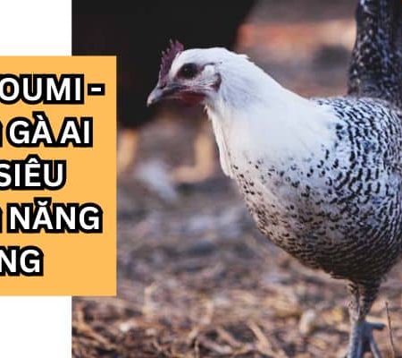 Giống gà Fayoumi – Giống gà siêu trứng