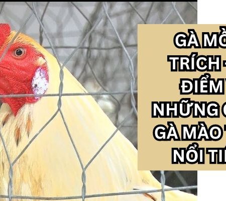 Gà mồng trích – Tìm hiểu giống gà chiến tại Daga388