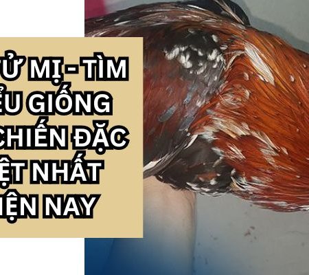 Gà Tử Mị – Tìm hiểu về giống gà chiến tại Daga388