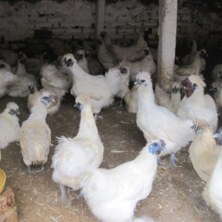 Tip chăn nuôi gà ác hiệu quả tại Daga388 (phần 2)