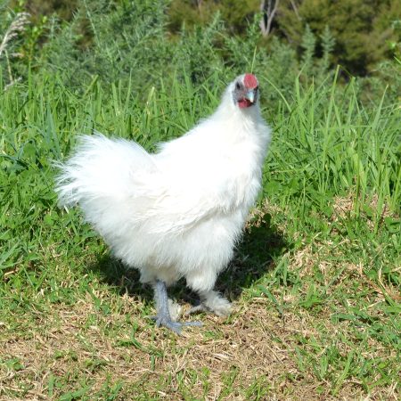 Hướng dẫn chăn nuôi chăm sóc gà ác hiệu quả tại Daga388