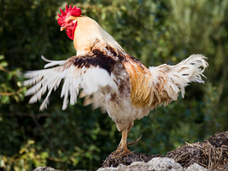 Cách nuôi gà cho lông gà bóng mượt đẹp, giúp chiến kê sung mãn