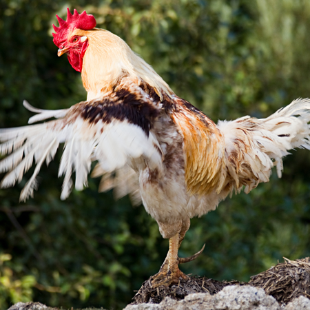 Cách nuôi gà cho lông gà bóng mượt đẹp, giúp chiến kê sung mãn