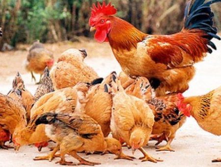 Tip nuôi gà lương phượng chóng lớn tại Daga388