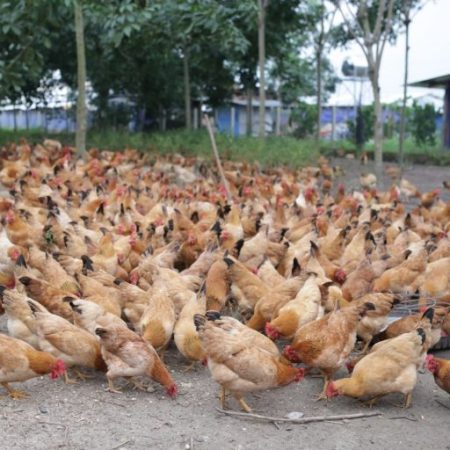 Tìm hiểu chỉ tiêu thức ăn cho gà trong chăn nuôi tại Daga388