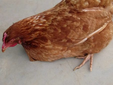 Nhận biết gà bị bệnh tại Daga388