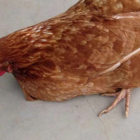 Nhận biết gà bị bệnh tại Daga388