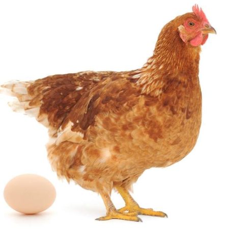 Tìm hiểu gà sinh sản hướng thịt ăn gì tại Daga388