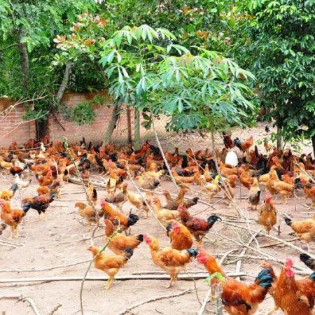 Hướng dẫn nuôi gà thả vườn đạt hiệu quả cao tại Daga388 (phần 1)