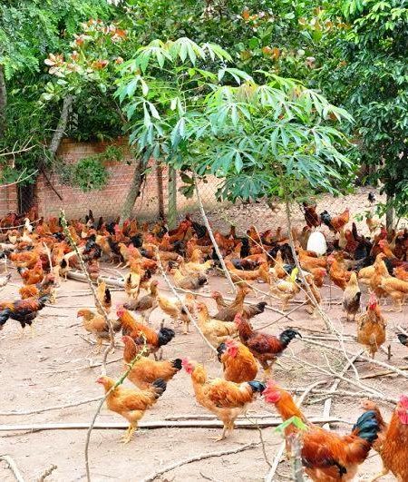 Hướng dẫn nuôi gà thả vườn đạt hiệu quả cao tại Daga388 (phần 1)