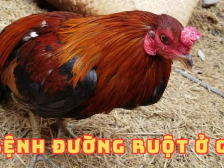 Cách điều trị bệnh đường ruột ở gà hiệu quả tại nhà