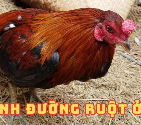 Cách điều trị bệnh đường ruột ở gà hiệu quả tại nhà