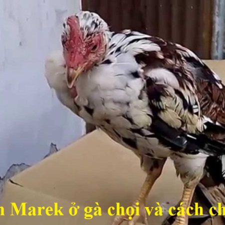 Bệnh Marek ở gà là gì? Hướng dẫn điều trị hiệu quả nhất