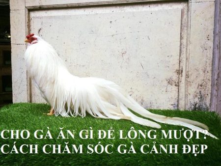 Top 3 bí quyết chăm sóc đuôi gà dài nhanh