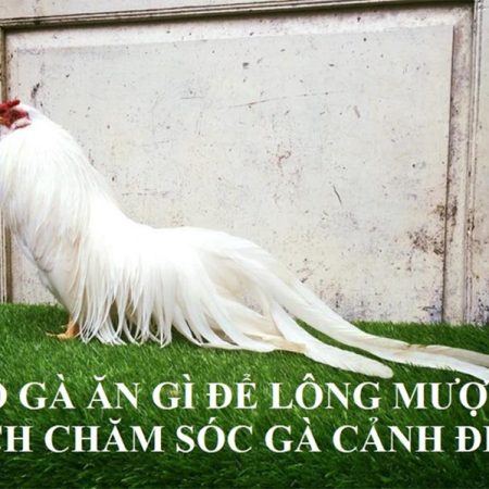 Top 3 bí quyết chăm sóc đuôi gà dài nhanh